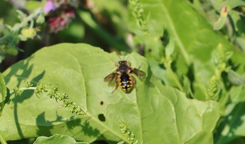 Anthidium manicatum