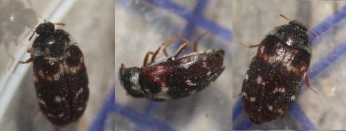 Novelsis aequalis