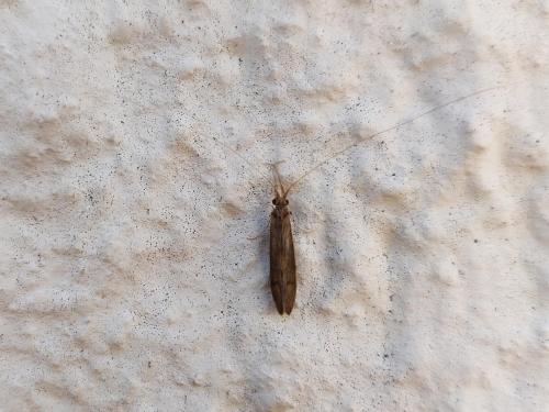 Oecetis notata