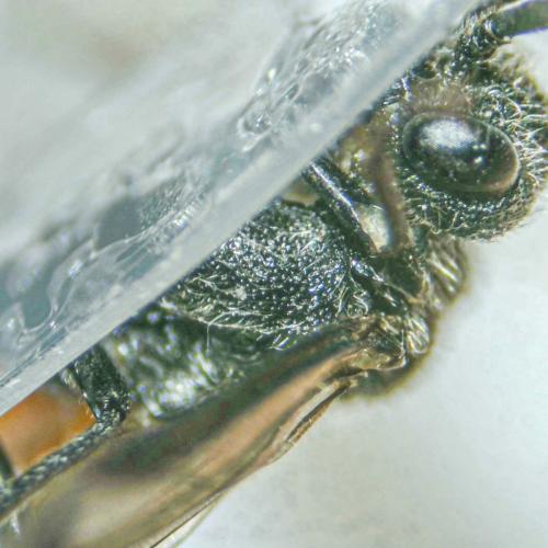 Réf. 360 529 : Dolerus madidus