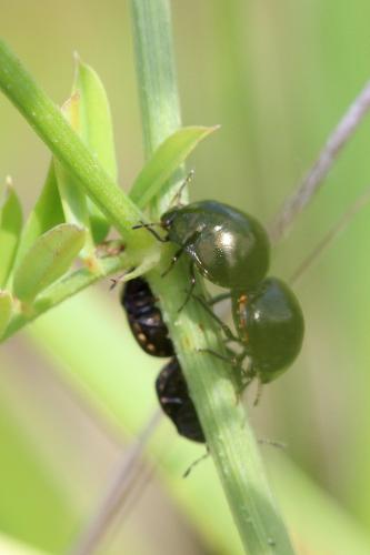 Coptosoma scutellatum