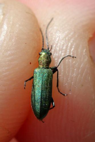 Chrysanthia viridissima