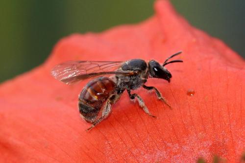 Lasioglossum elegans