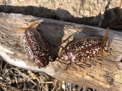 Polyphylla sp.