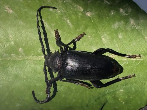 Mesoprionus besikanus