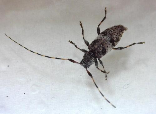 Leiopus sp.