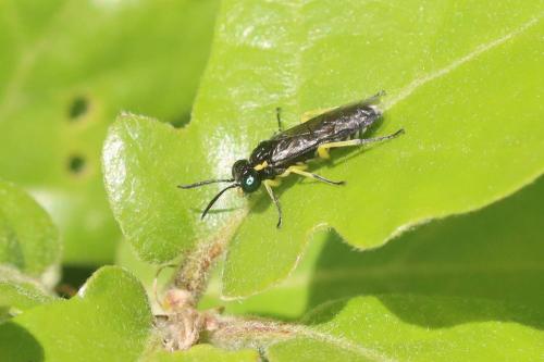 Macrophya tenella