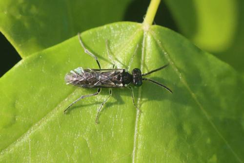 Macrophya tenella