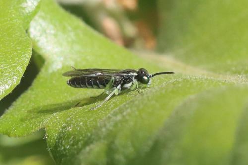 Macrophya tenella