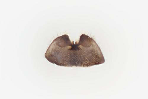 Malthinus scapularis