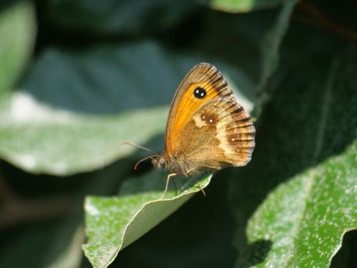 Pyronia tithonus