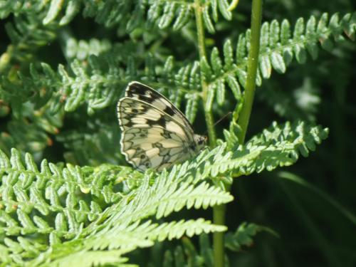Melanargia galathea