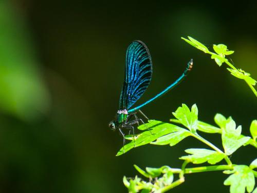 Calopterix virgo