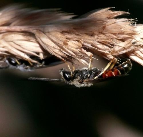Réf. 360 940 : Lasioglossum (calceatum)