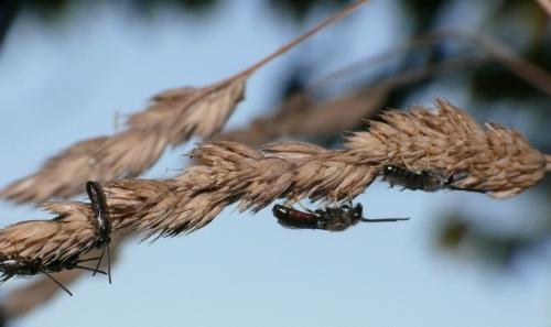 Réf. 360 941 : Lasioglossum (calceatum)
