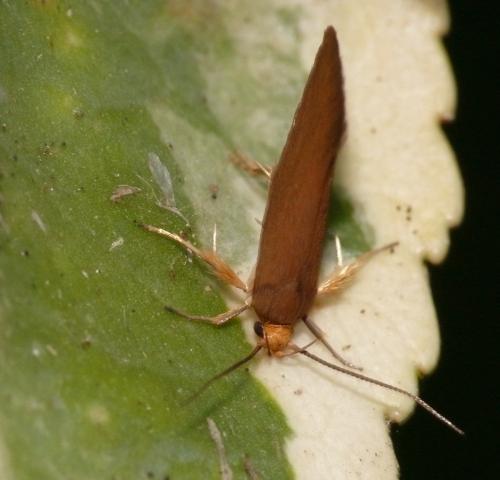 Crassa unitella