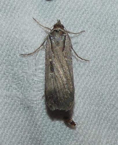 Tathorhynchus exsiccata