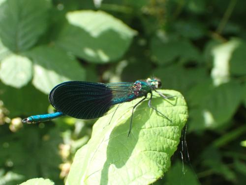 Calopteryx xanthostoma