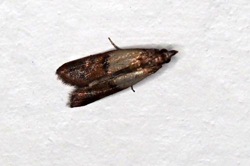Plodia interpunctella