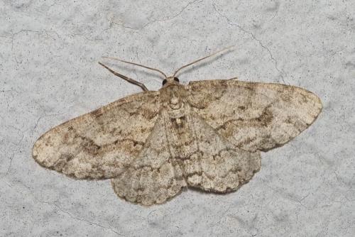 Ectropis crepuscularia