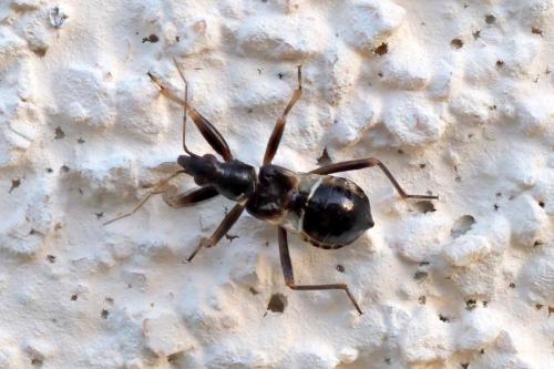 Réf. 360 593 : Himacerus mirmicoides