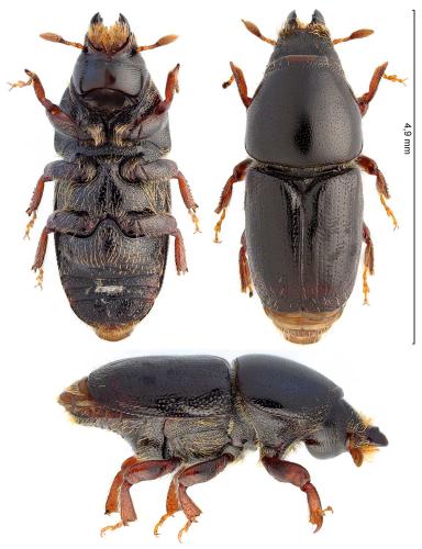 Réf. 360 795 : Scolytus mali
