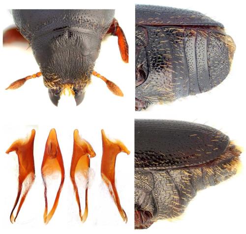 Scolytus mali