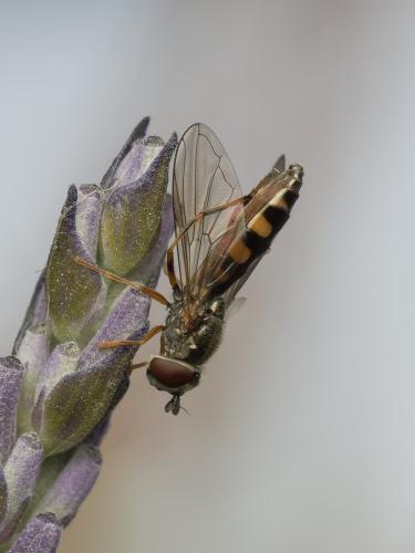 Réf. 360 313 : Platycheirus occultus