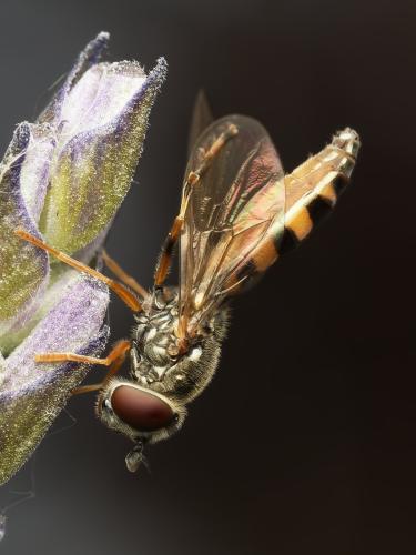 Réf. 360 314 : Platycheirus occultus