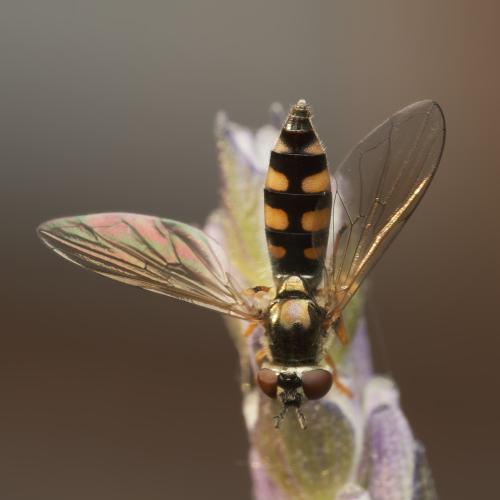 Réf. 360 315 : Platycheirus occultus