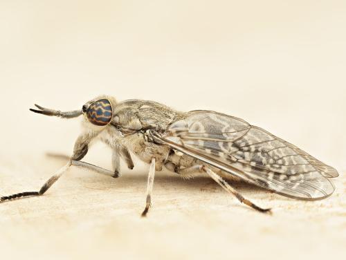Haematopota italica