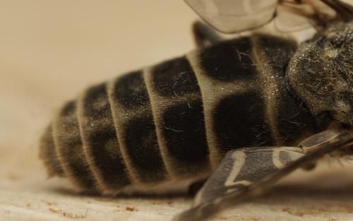 Haematopota italica
