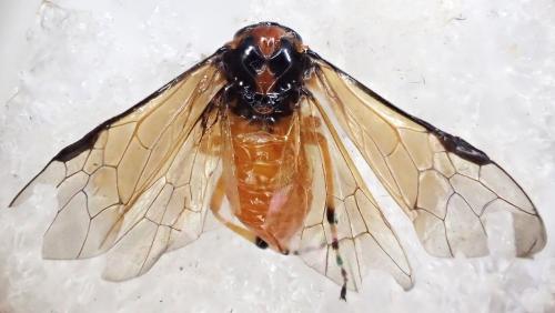Athalia rosae