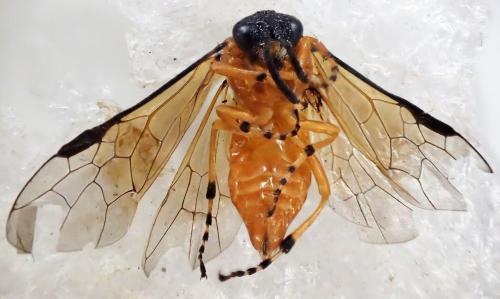 Athalia rosae