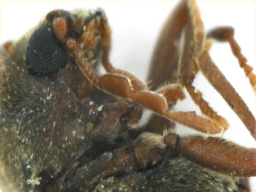 Anobiinae