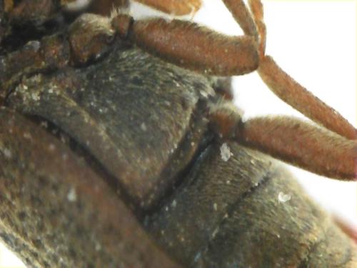 Anobiinae