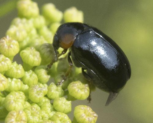 Réf. 360 017 : Smaragdina affinis