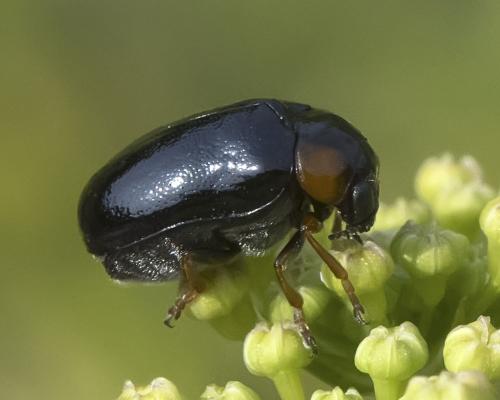 Réf. 360 016 : Smaragdina affinis