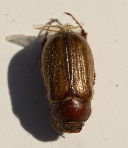 Amphimallon majale
