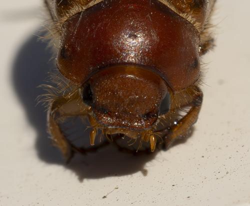 Amphimallon majale