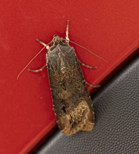 Agrotis ipsilon