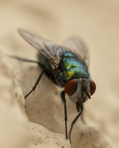 Lucilia sericata