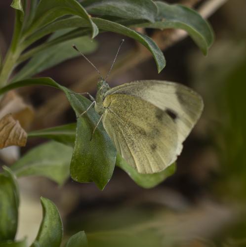 Pieris mannii