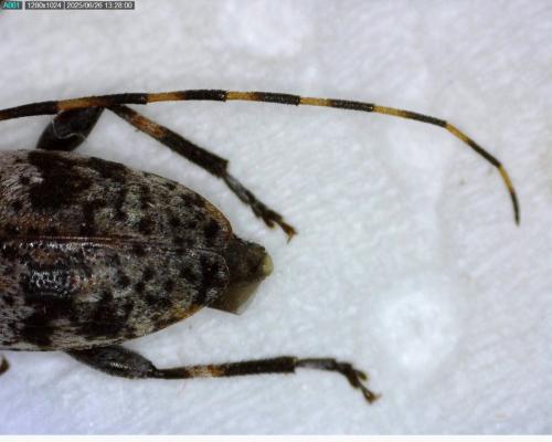 Leiopus sp.