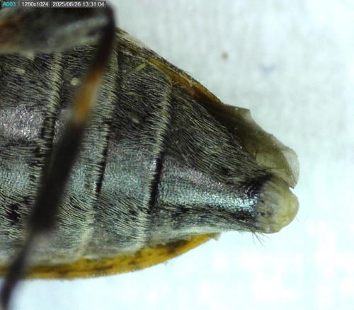 Leiopus sp.