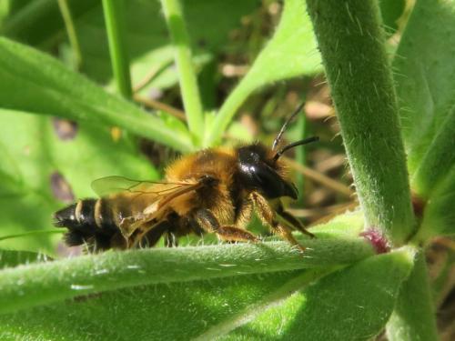 Megachile willughbiella