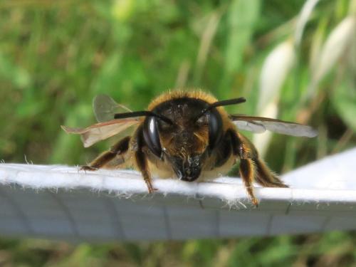 Megachile willughbiella