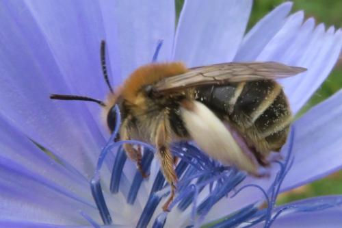 Eucera nigrifacies
