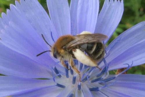 Eucera nigrifacies