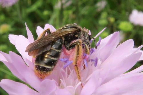 Andrena hattorfiana